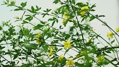 4k实拍迎春花植物空境视频的预览图